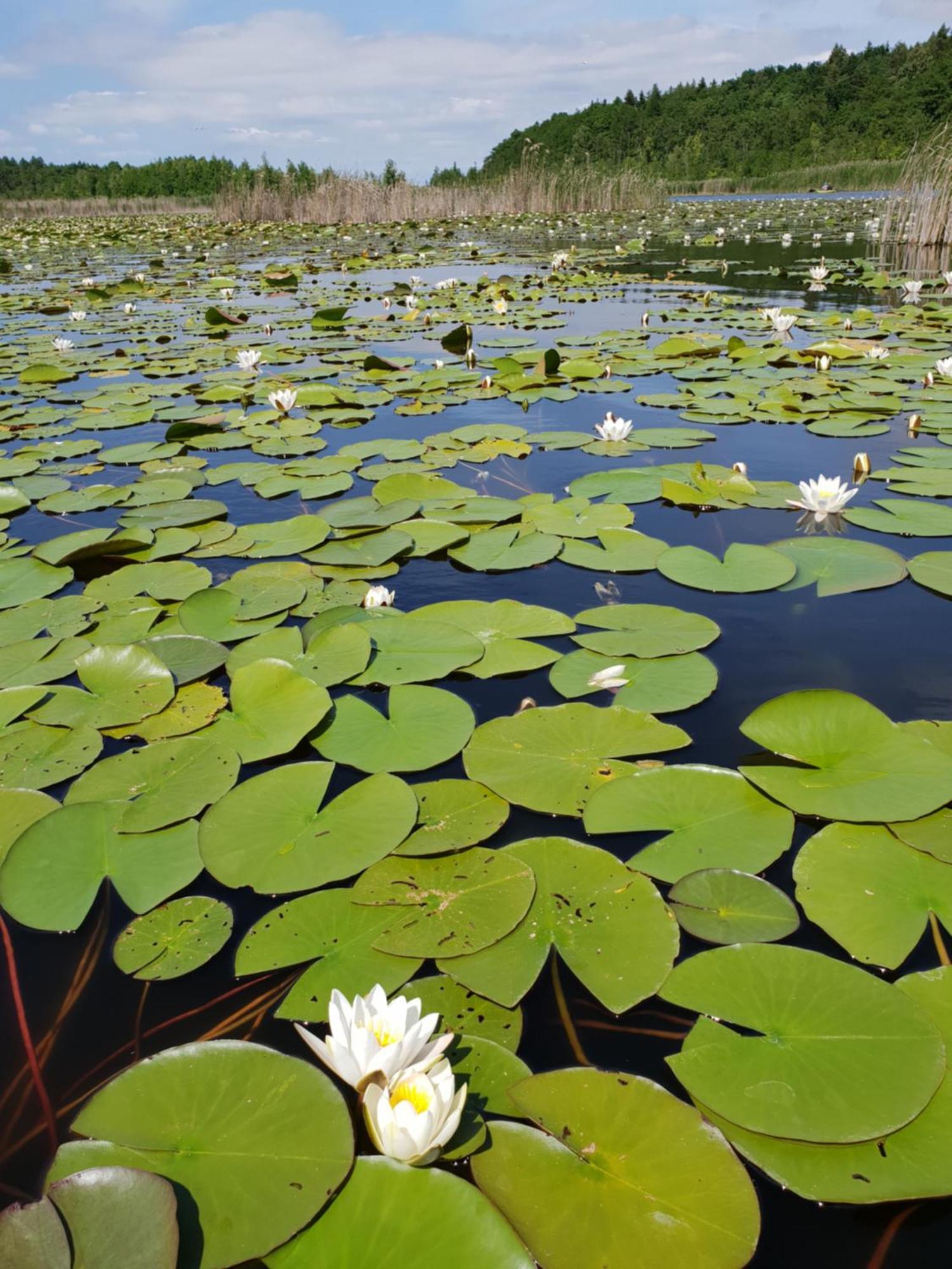 Ferienwohnung Peetsch Am See Mirow Exteriör bild